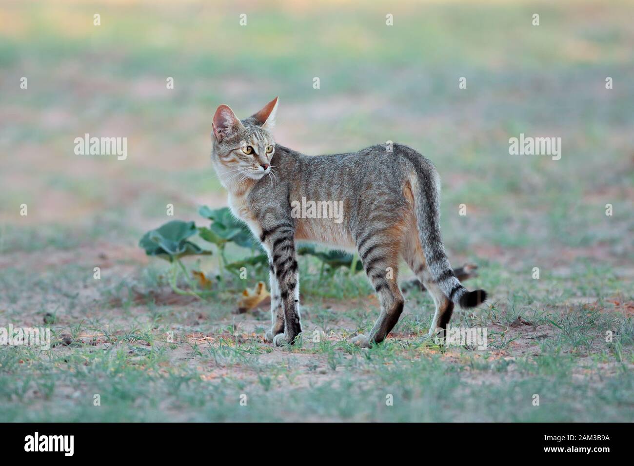 African gatto selvatico (Felis silvestris lybica) in habitat naturale, deserto Kalahari, Sud Africa Foto Stock