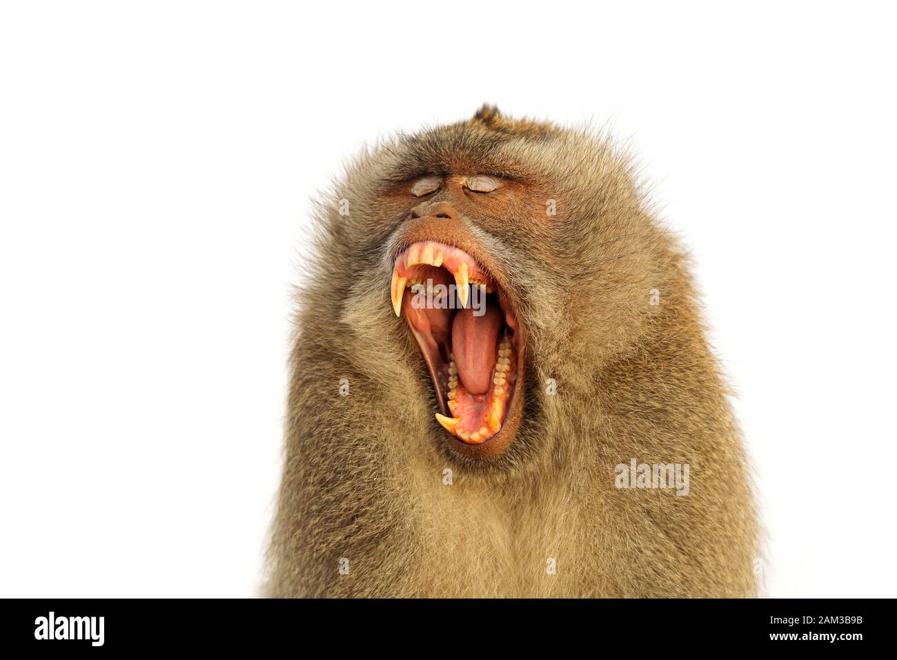 Ritratto di un aggressivo lungo Balinese-tailed monkey (Macaca fascicularis) isolato su bianco Foto Stock