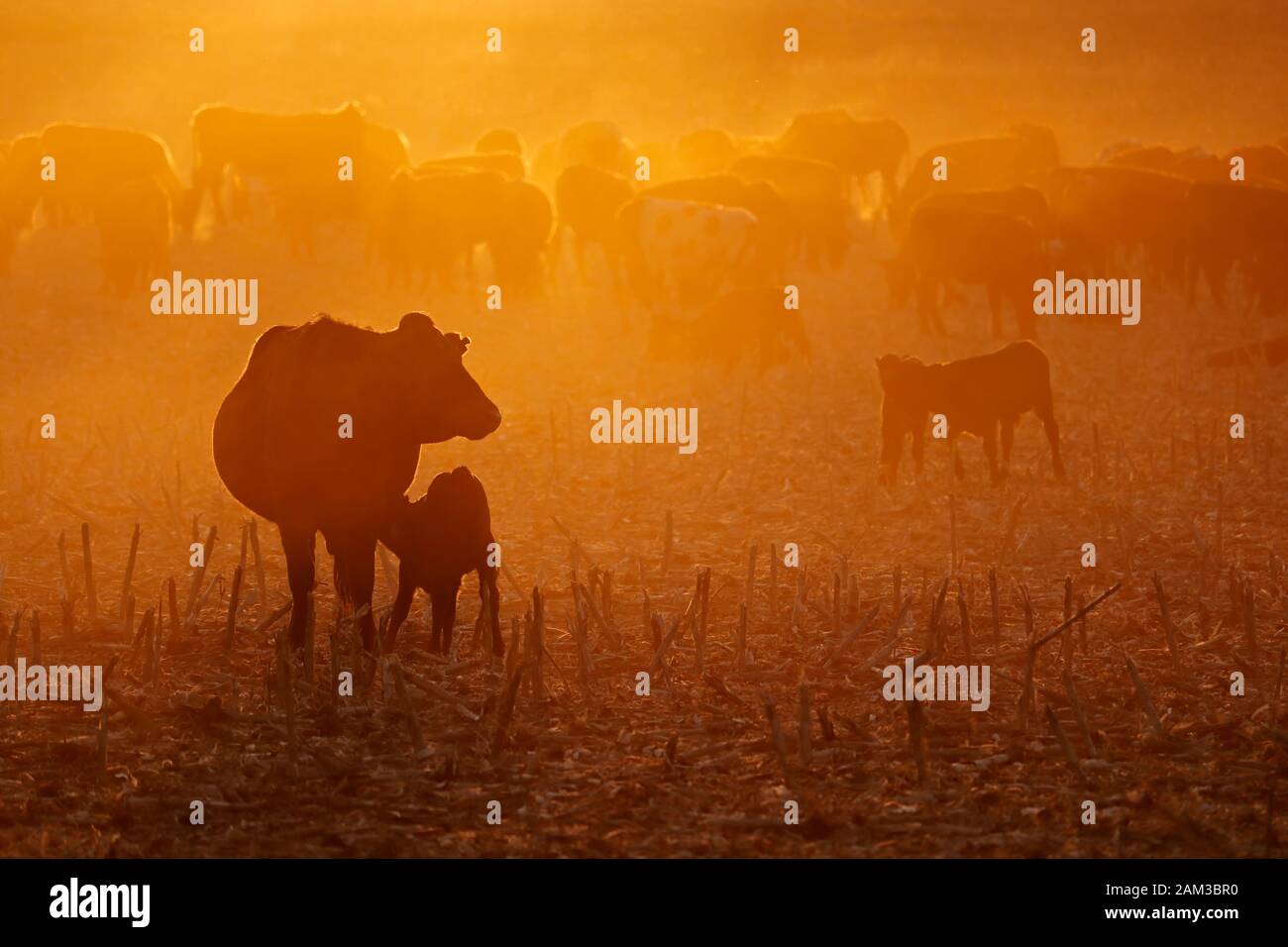 Free-range bovini, comprese le vacche e vitelli, alimentando sul campo polveroso al tramonto, Sud Africa Foto Stock