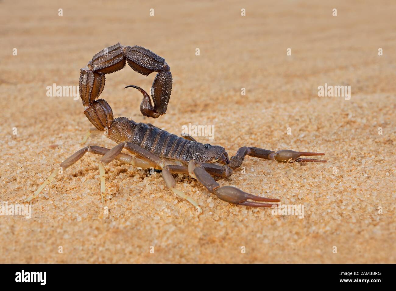 Granulata thick-tailed scorpion (Parabuthus granulatus), Deserto Kalahari, Sud Africa Foto Stock