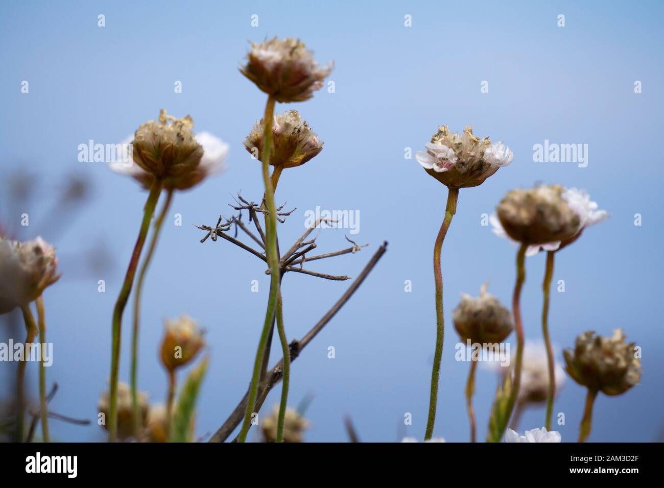 Armeria Maritima pianta dettaglio primo piano sulle sue teste di fiori appassite contro il cielo blu, che cresce alle scogliere di Astoria, Spagna Foto Stock