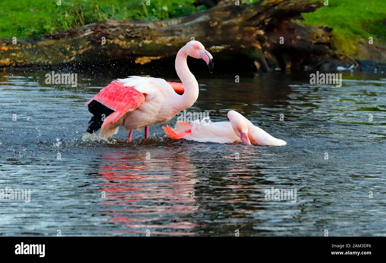 Pulizia delle sorgenti di fenicotteri. Foto Stock