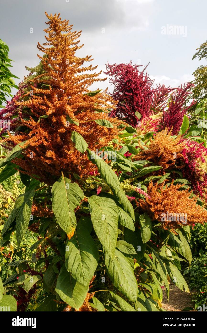 Pseudo-cereale addomesticato pianta grano Amaranth fiore Foto Stock