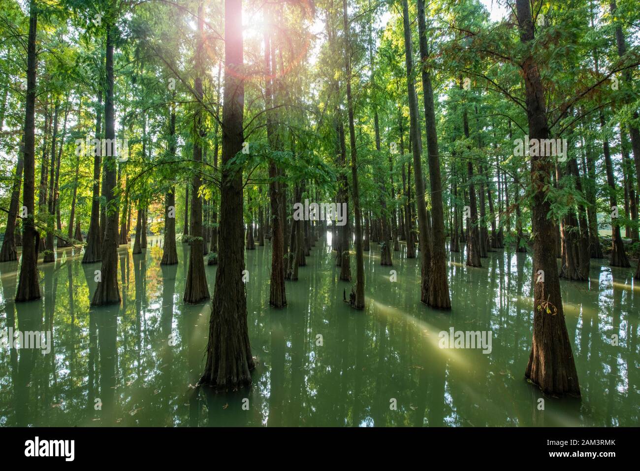 Taxodium distichum alberi nella zona panoramica di Crags a sette stelle a Zhaoqing, Cina Foto Stock