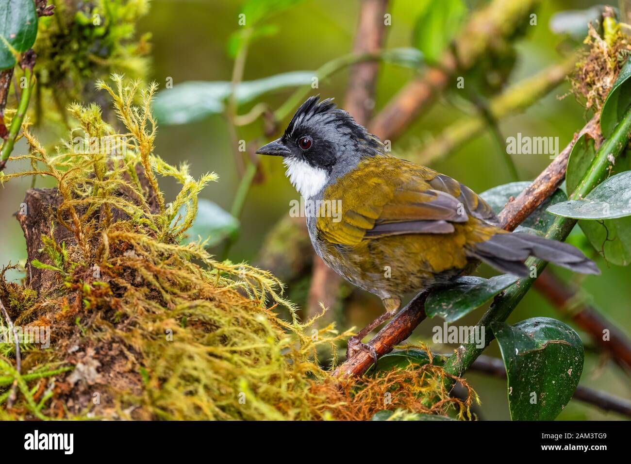 Striped-headed Brush-finch - Arremon serrato, bella finch colorata dalle pendici andine orientali, Guango Lodge, Ecuador. Foto Stock