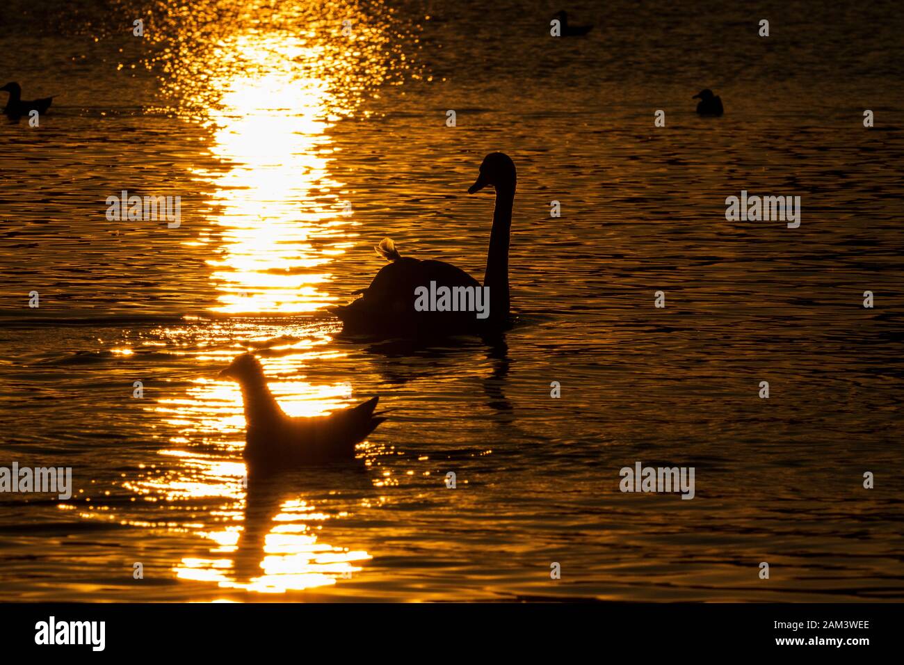 Cigni nuotare nella luce dorata al tramonto Foto Stock