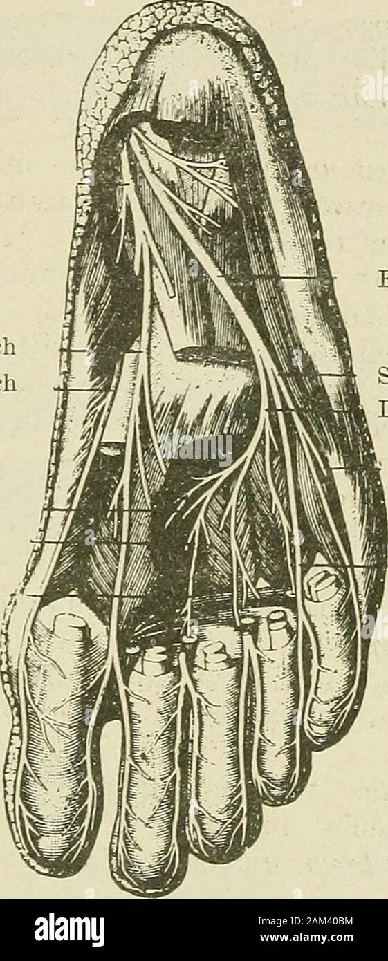 Terapia medico-chirurgica . lato di thefibula. In un primo momento si trova nella sostanza del peroneus longus, thenin lo spazio che separa questo muscolo dal peroneus brevis ;passa quindi attraverso il aponeurosis, diventando atthree sottocutanea o quattro dita larghezze sopra la punta del malleolo esterno,e alimenta la pelle dell'aspetto dorsale del piede. Nel suo corso il muscolo-nervosi cutanei muscularbranches dei materiali di consumo per la peroneus longus e il peroneus brevis. La sezione anteriore del nervo tibiale è il ramo interno della biforcazione delcarrello popliteo esterno. Come il muscolo-cutane Foto Stock