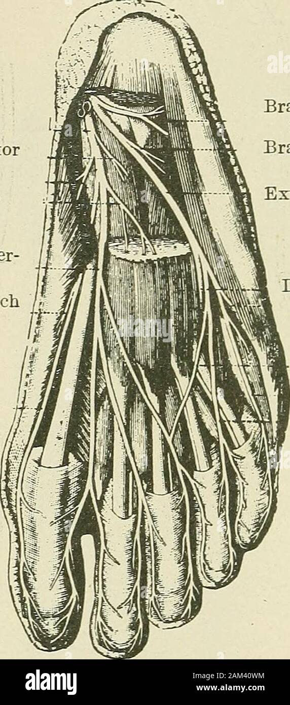 Terapia medico-chirurgica . enousnerve. Fig. 64 - Apparato muscolo-cutanee andanterior nervi tibiale. Fig. 65.-interno andposterior poplitea nervi tibiale. Il grande, sciatico deriva dall'angolo superiore del popliteo spazio.it passa lungo il tendine del theijiceps e dietro la testa di thefibula, *inding attorno al collo di questo osso che è posto chosenfor palpazione di questo nervo e termina quindi dividendo entro i leviti superiori inserimenti di peroneus longus (fig. 64). 156 forme cliniche di lesioni nervose i suoi rami collaterali sono un ramo di articolare per il ginocchio, theaccessory nervo del Foto Stock