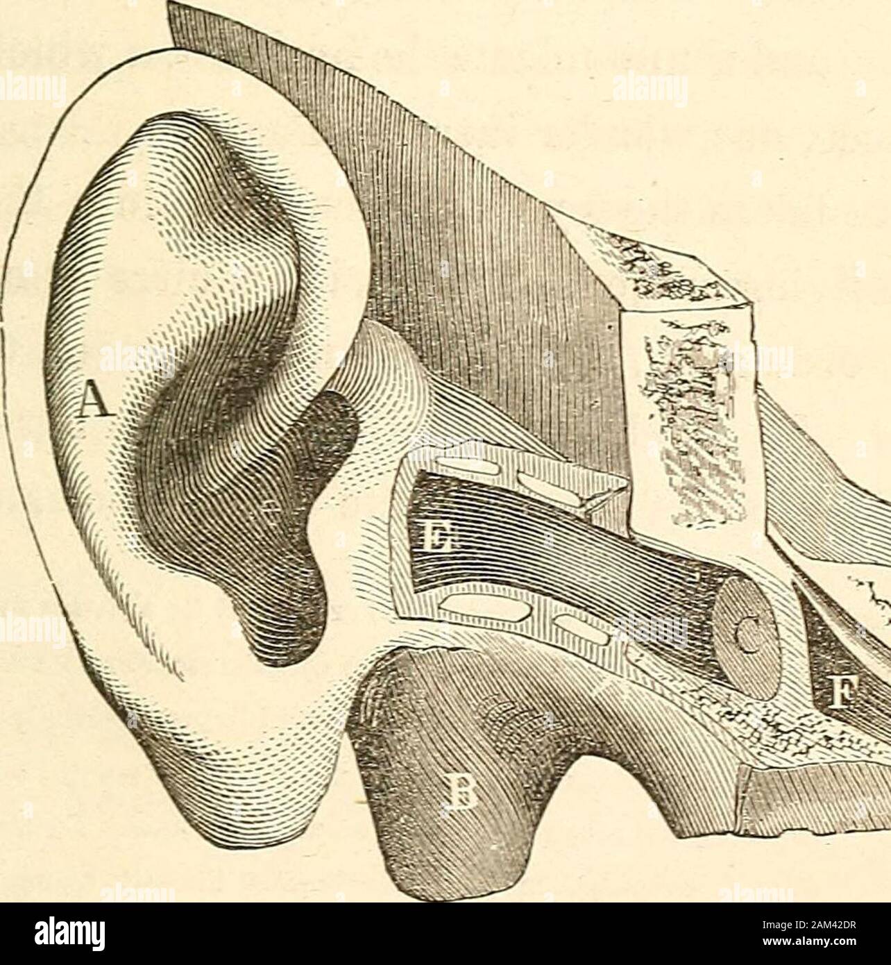 La vista e l'udito, come conserve e come persa . ulate indagine medica e impedisce la patientfrom ricevere assistenza a che la disattenzione onpoint di tempo quando sarebbe più *iie oggetto.disp. Pereons che soffrono di un lieve inconveniente 11 242 L'EAU. con riguardo a qualsiasi funzione otlier o organo ofsense, manifestano un incredibile incoscienza oftlie approccio della sordità-forse al extentof la perdita di udito su un lato. Quando mesi o addirittura anni trascorsi, forse, essi awaketo un senso della loro perdita. Quando viene chiesto il motivo per cui non theydid assistere alla prima, la risposta è forse,che essi d Foto Stock