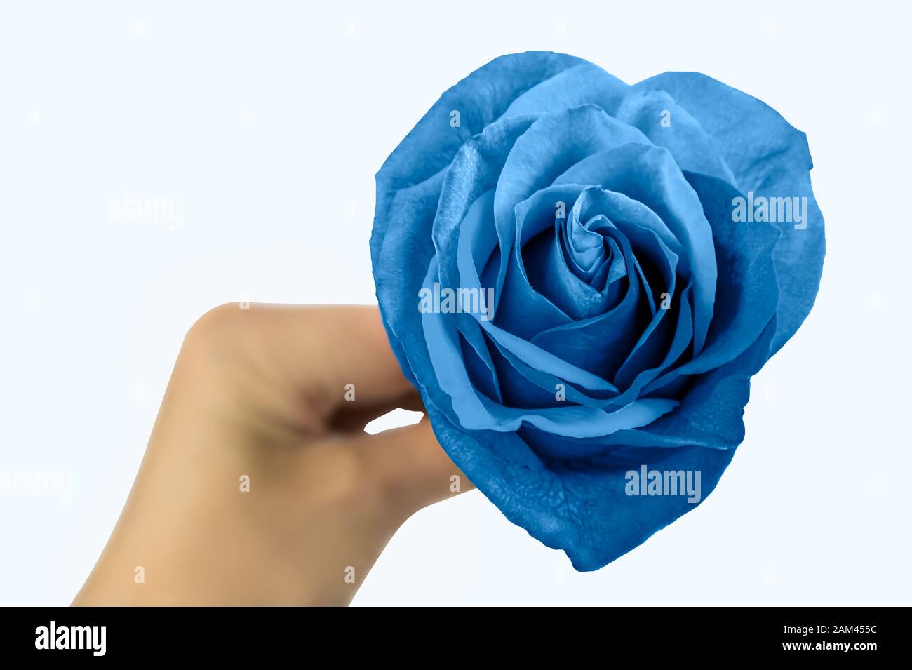 la mano della donna tiene una rosa blu. presente, regalo. san valentino.  isolato su sfondo bianco Foto stock - Alamy