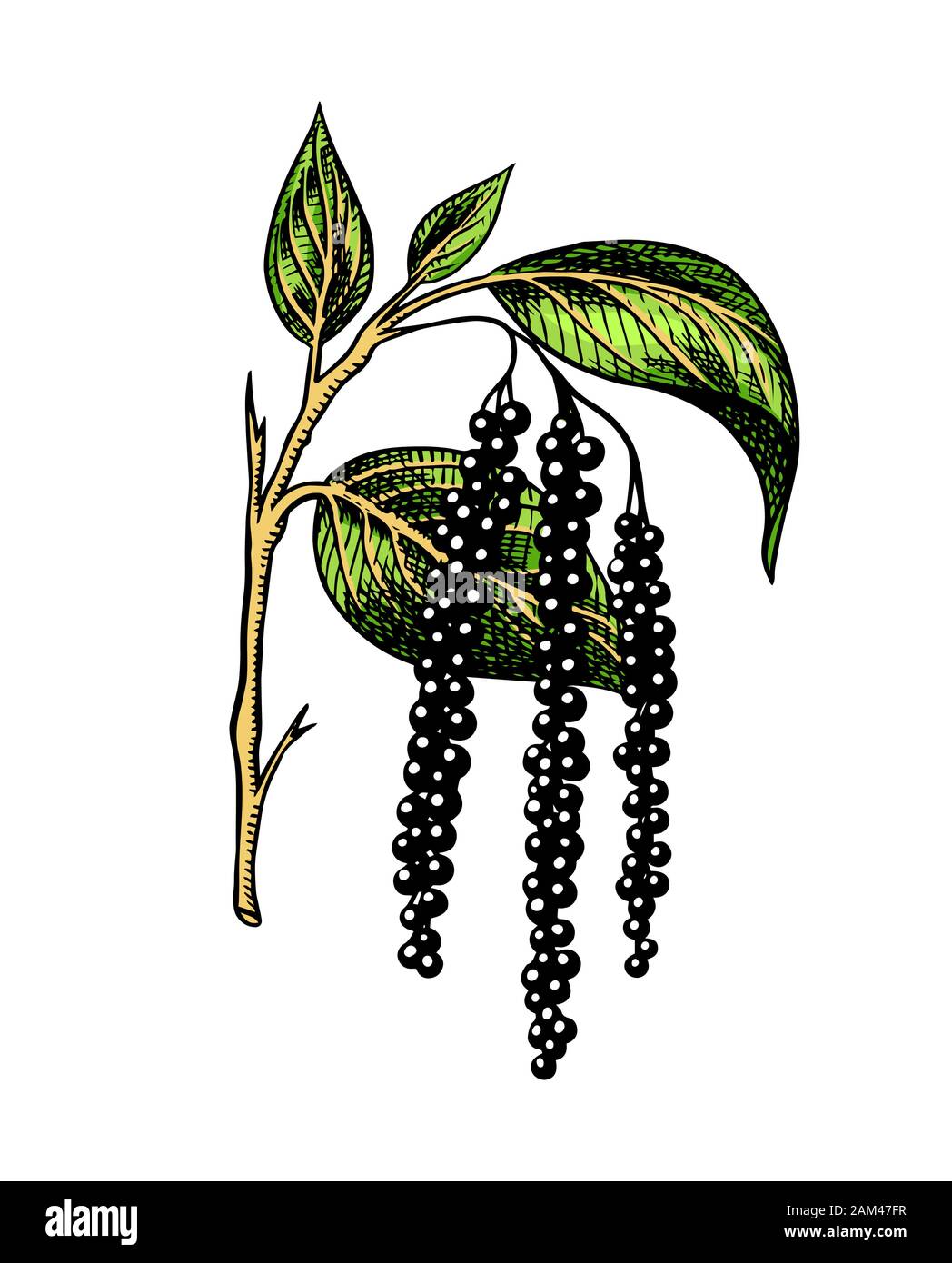 Pepe nero in foglie, erbe aromatiche e spezie. Pepe della Giamaica in stile vintage. Incisi disegnati a mano disegno vettoriale per lo sfondo Illustrazione Vettoriale