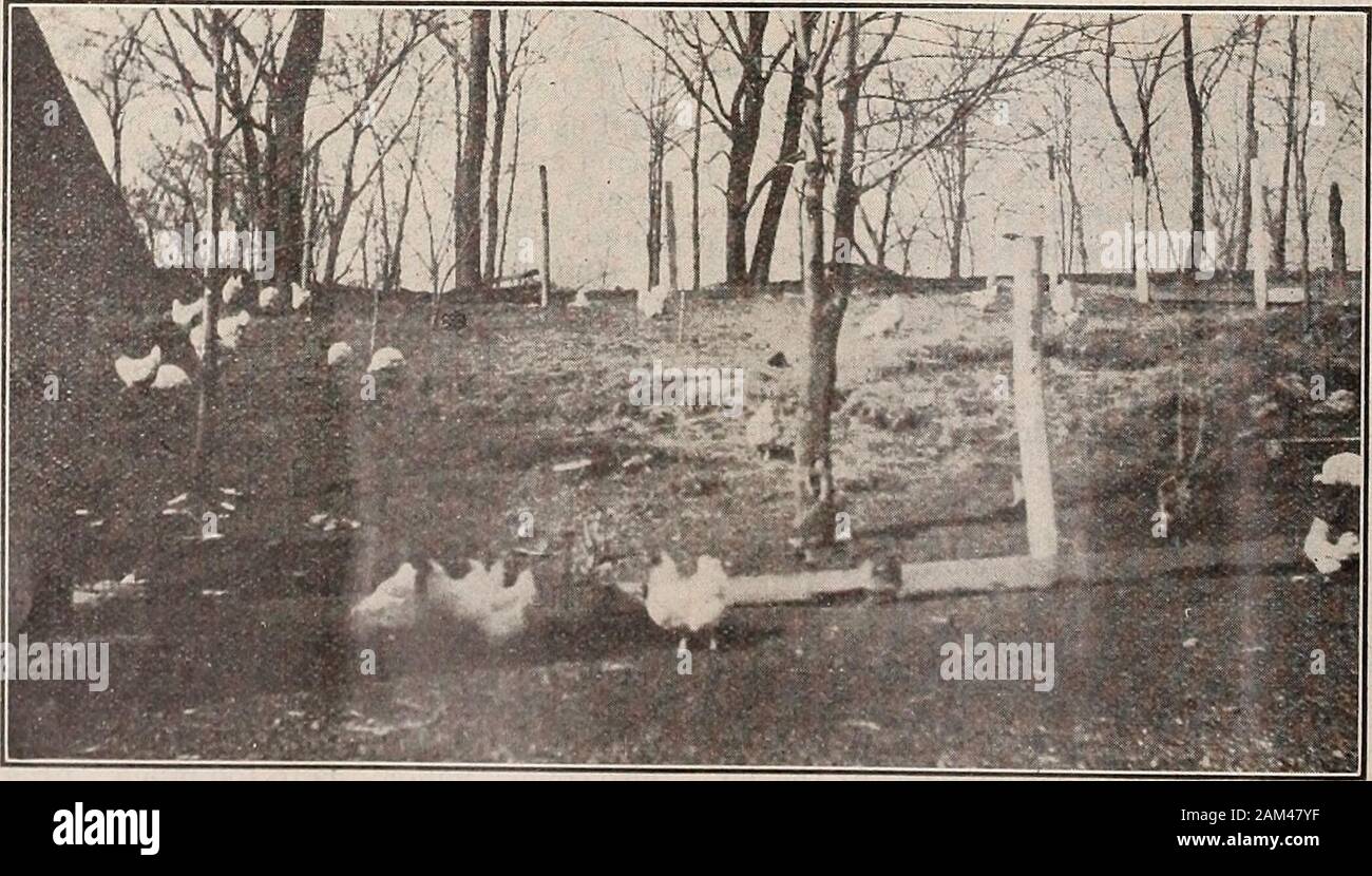 Il pollame di fantasia . sviluppa la menwill salire fino ad incontrare la necessità. Un altro argomento è se si spegne il pollame pressjudges perché non allevatore giudici? Facciamo chiudere themout a Allentown. Sono stati per anni. Nessun giudice, officeror dipendente può mostrare un singolo uccello per la concorrenza.e su un rigoroso rispetto di questo principio non weattribute la misura del successo di questo film ha beenable per raggiungere. Oltre alla regola 15, Nuova Gazzetta Pollame mostra regole,American Poultry Association, dice: E lui (thejudge) rifiuta di considerare ogni uccello che egli mayrecognize come avente in qualsiasi momento state precedentemente ownedby lui. Che cosa potrebbe Foto Stock