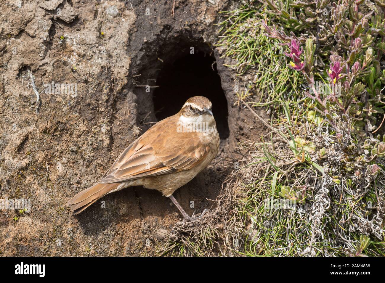 Cinnodi con ali di castagno - Cinnodi albiventris, raro uccello di alta quota delle Ande, Antisana, Ecuador. Foto Stock