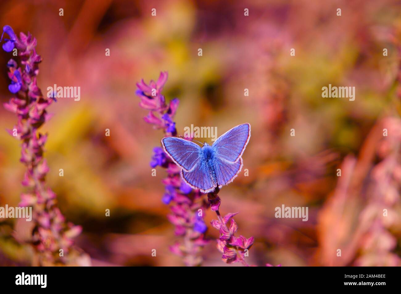 Foto di una bella farfalla in natura. Paesaggio floreale. Foto Stock