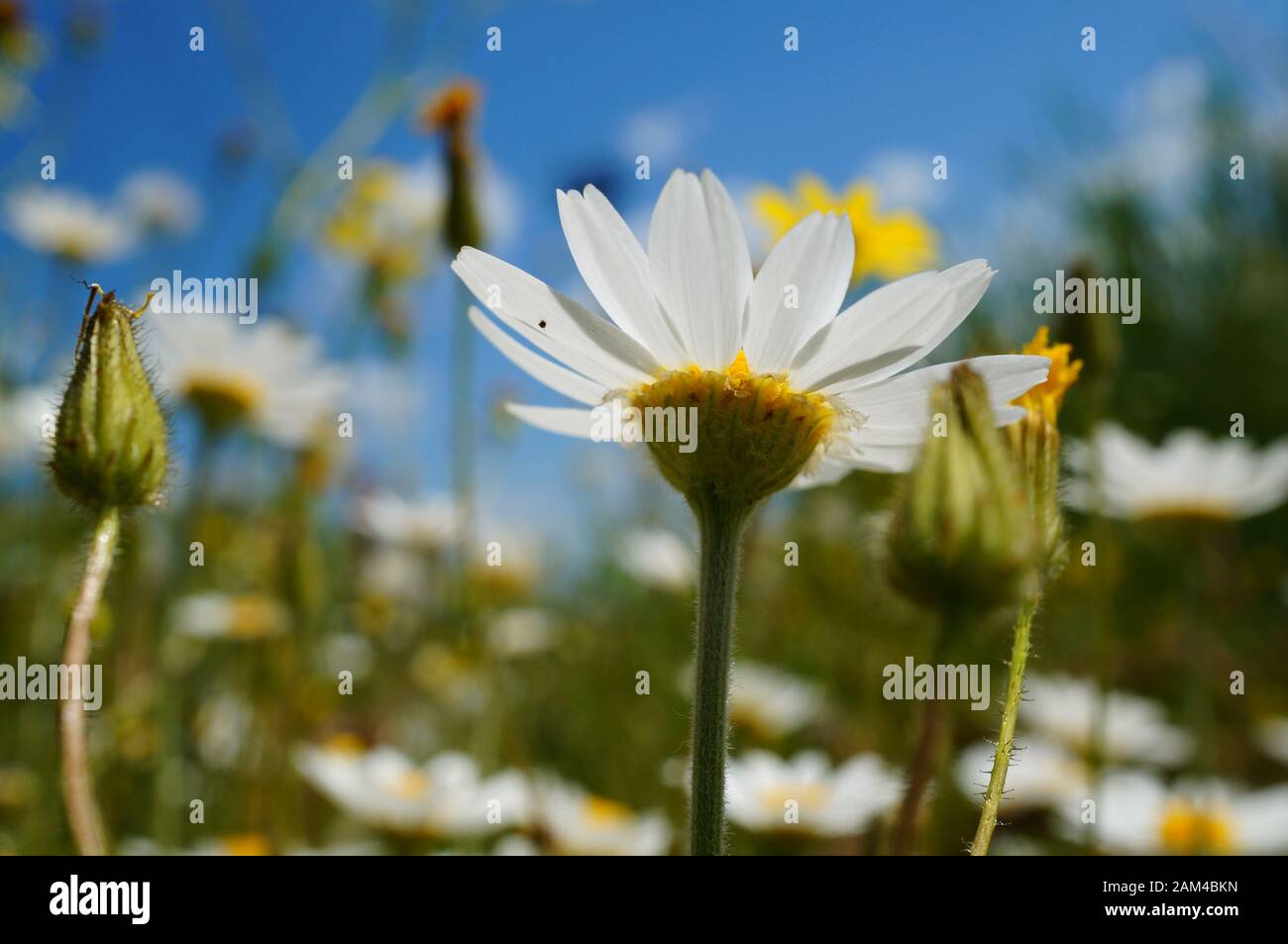 Bellissimi fiori selvatici. Paesaggio floreale. Foto Stock