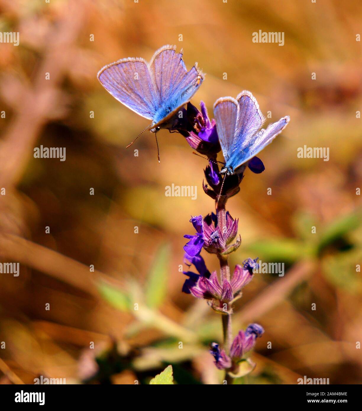 Foto di una bella farfalla in natura. Paesaggio floreale. Foto Stock