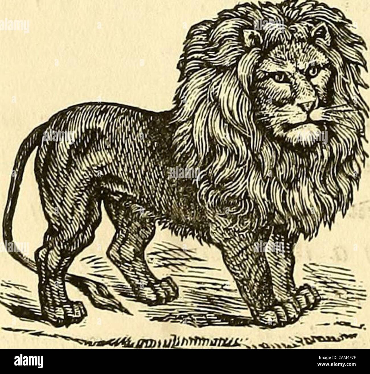 La natura delle rivelazioni di carattere; o, fisiognomica illustratedA descrizione del mentale, morale e volitive disposizioni dell'umanità, come si manifesta in forma umana e sguardo . Physiovalorosity grande-John Broughton, Physiovalorosity Small-Josepha pugilist base dell'Inghilterra. Justus Scalliger, che ha riempito la cattedra di Belles Lettrea iathe università di Leydeo.. Physiovalorosity grandi un leone. Foto Stock