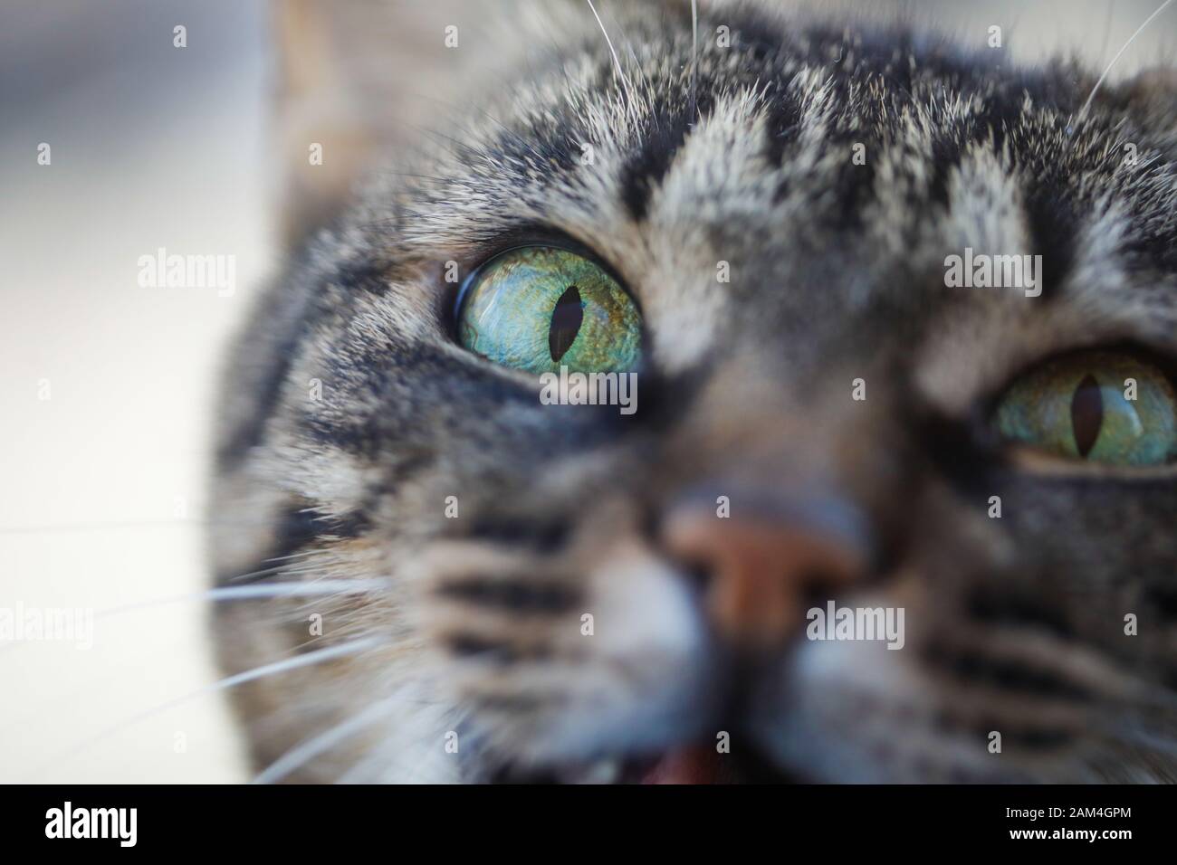 Macro immagine con l'occhio di un gatto nazionale europeo shorthair Foto Stock