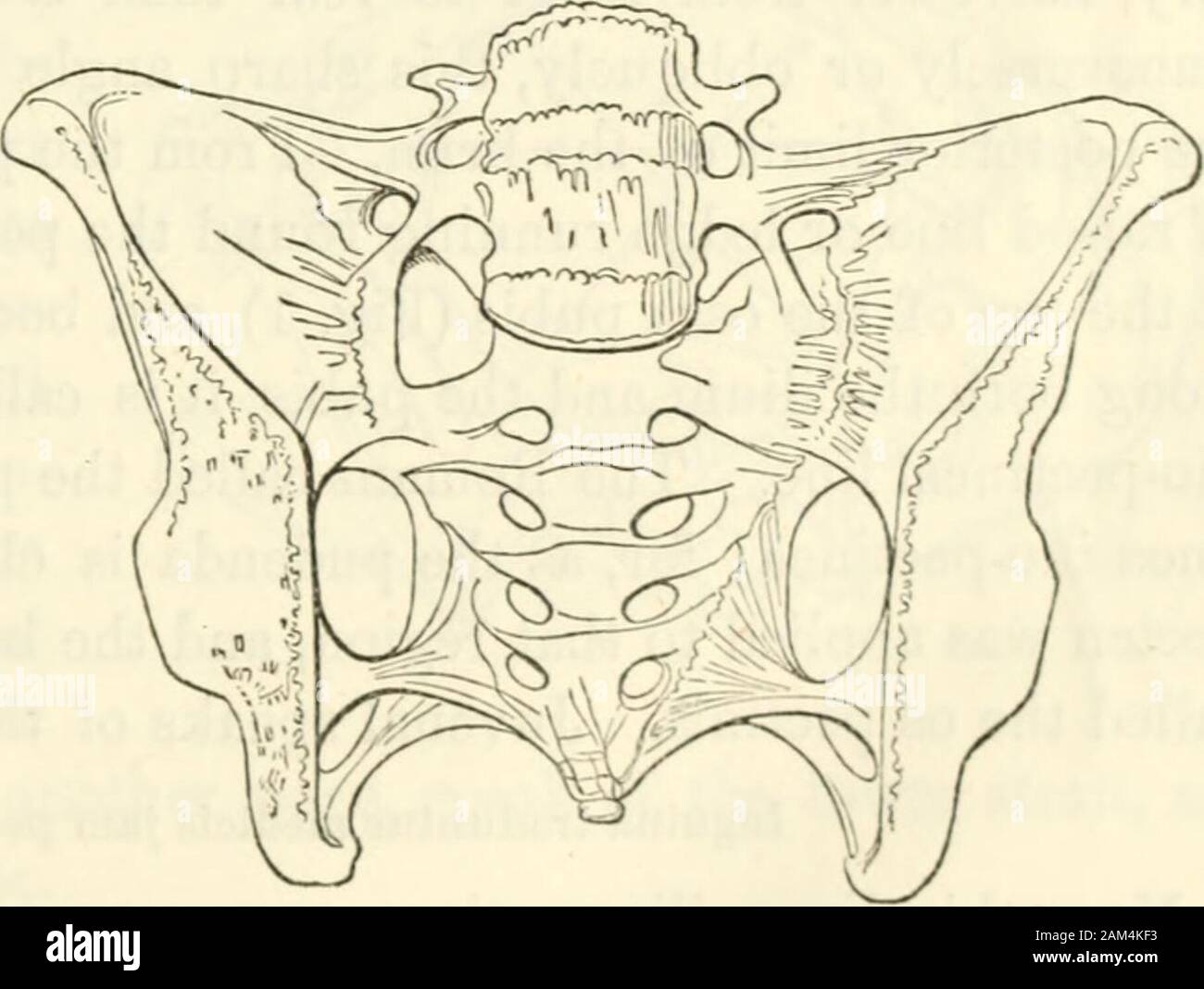 Ostetricia : la scienza e la tecnica . superior apofisi spinose delle ossa ilia. Sotto lavite delle ossa o pube, come viene chiamato, è un altro grande vacuità,conformato ad arco che è chiamato arco del pube; e infatti,tutto il fondo del recipiente o del bacino è che vogliono in essiccato speci-uomini. Non è così tuttavia nel recente oggetto. Ma mentre tutta la professione di tutto il mondo concordano al riguardo thisorgan come ittxvs, pelvi, bacino, backenet, bassin, becken, bacino, &c.,sono ugualmente agreedto chiamare due pelves-una parte superiore ed una inferiore, agreater e minore, o atrue e falso bacino;ed essi d Foto Stock