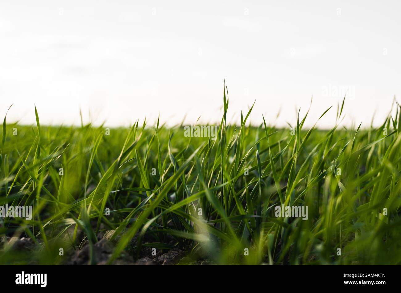 ZenGreens Semi Di Grano Bio - Germogli Supernutrienti Per Insalate E Frullati | Confezione Da 10g, 200g O 500g - Foto 3