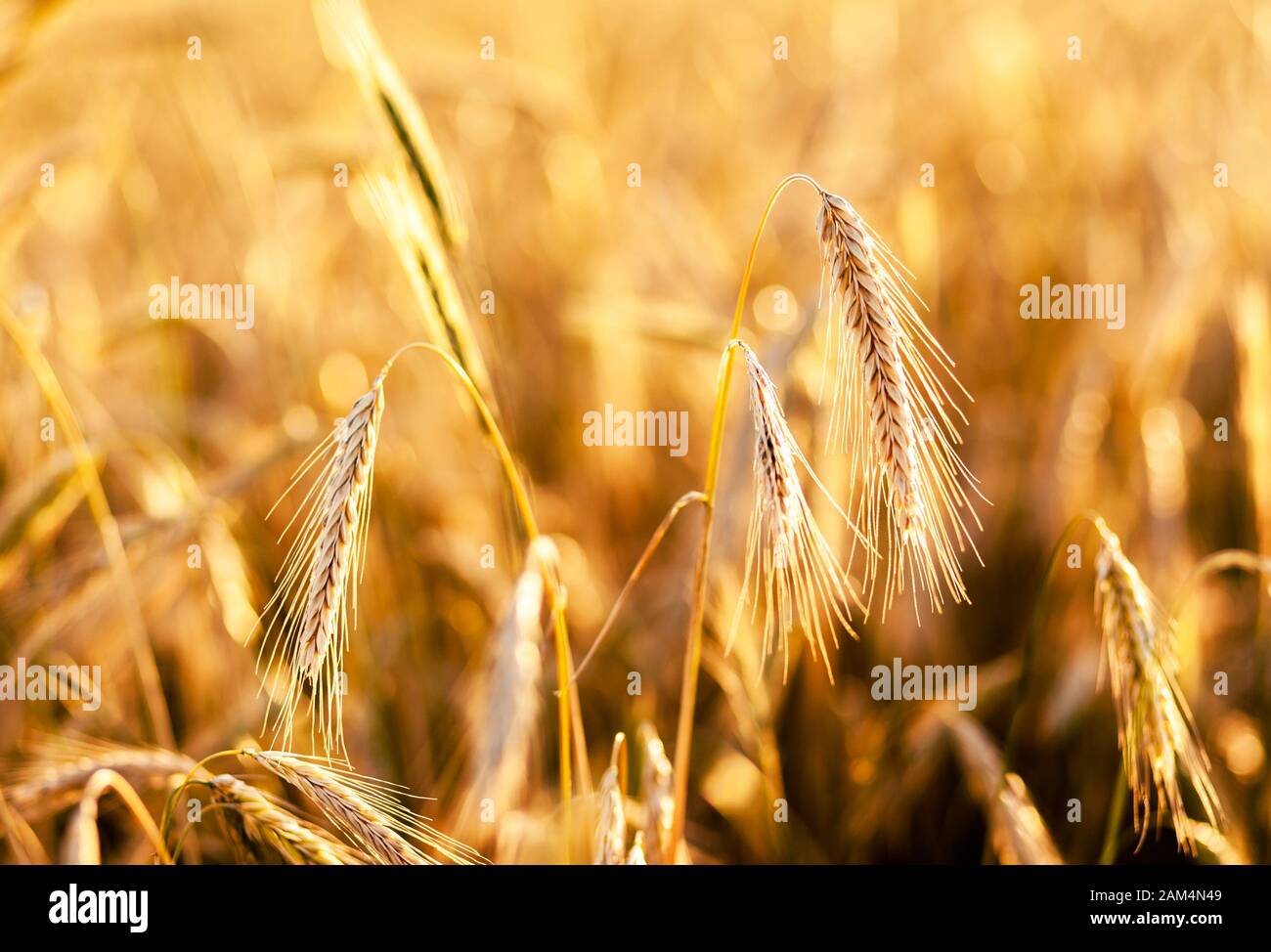 Primo piano di spighe di grano mature. Ucraina, Europa. Mondo di bellezza. Foto Stock