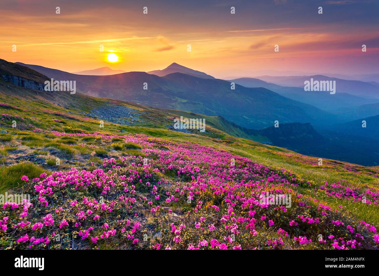 Magia di rosa fiori di rododendro sulla montagna d'estate. Carpazi, Ucraina, l'Europa. Bellezza Mondo. Foto Stock