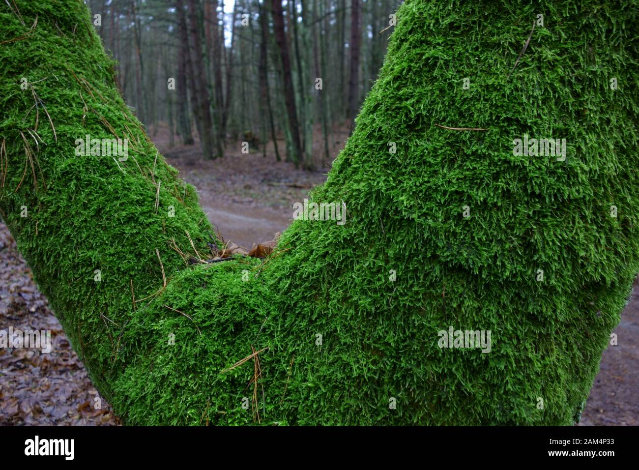 Tronco biforcato coperto di muschio, foresta invernale scura sullo sfondo Foto Stock