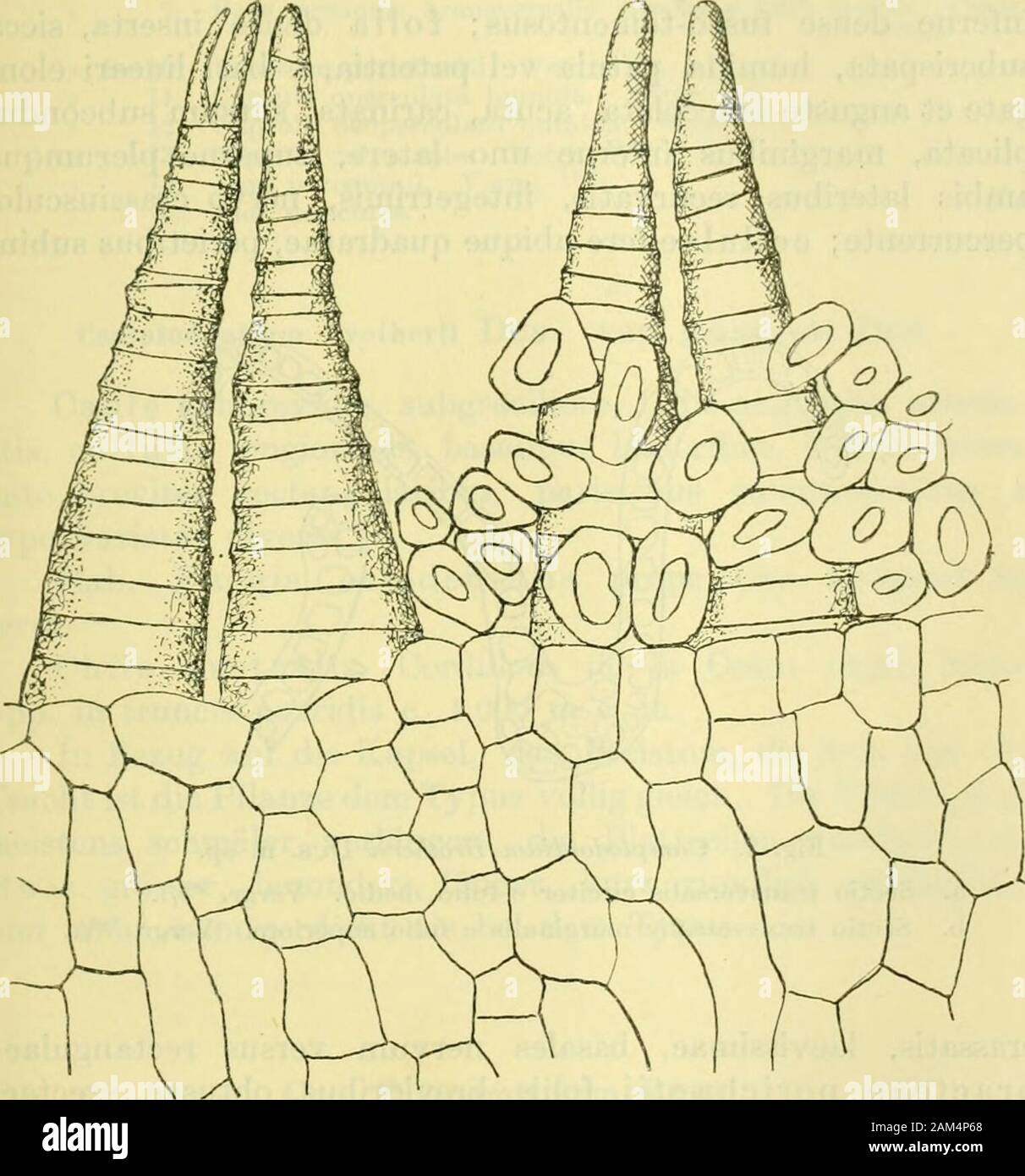 Arkiv för botanik . en. Camptodontium Dus. Notiser Botaniska. 1905. p. 303. Peristomium simplex, longe infra os capsulae insertum,dentibus lanceolatis, crassis, apice rotundatis, fortiter trabe-culatis, laevissimis, integris, binis approximatis, siccis erectisvel parum recurvatis, humidis hamate incurvatis; toro3-4-plex cellulis rotundate 4-5-gonis, quibusque separatimsecedentibus; opercolo conicum, longe rostratum obliqua:calyptra dimidiato-cucullata. Diese Gattung ist durch tief inseriertes Peristom gekenn-zeichnet così wie auch durch lanzettlische, stumpfe, dicke Zähnemit stark hervortret Foto Stock