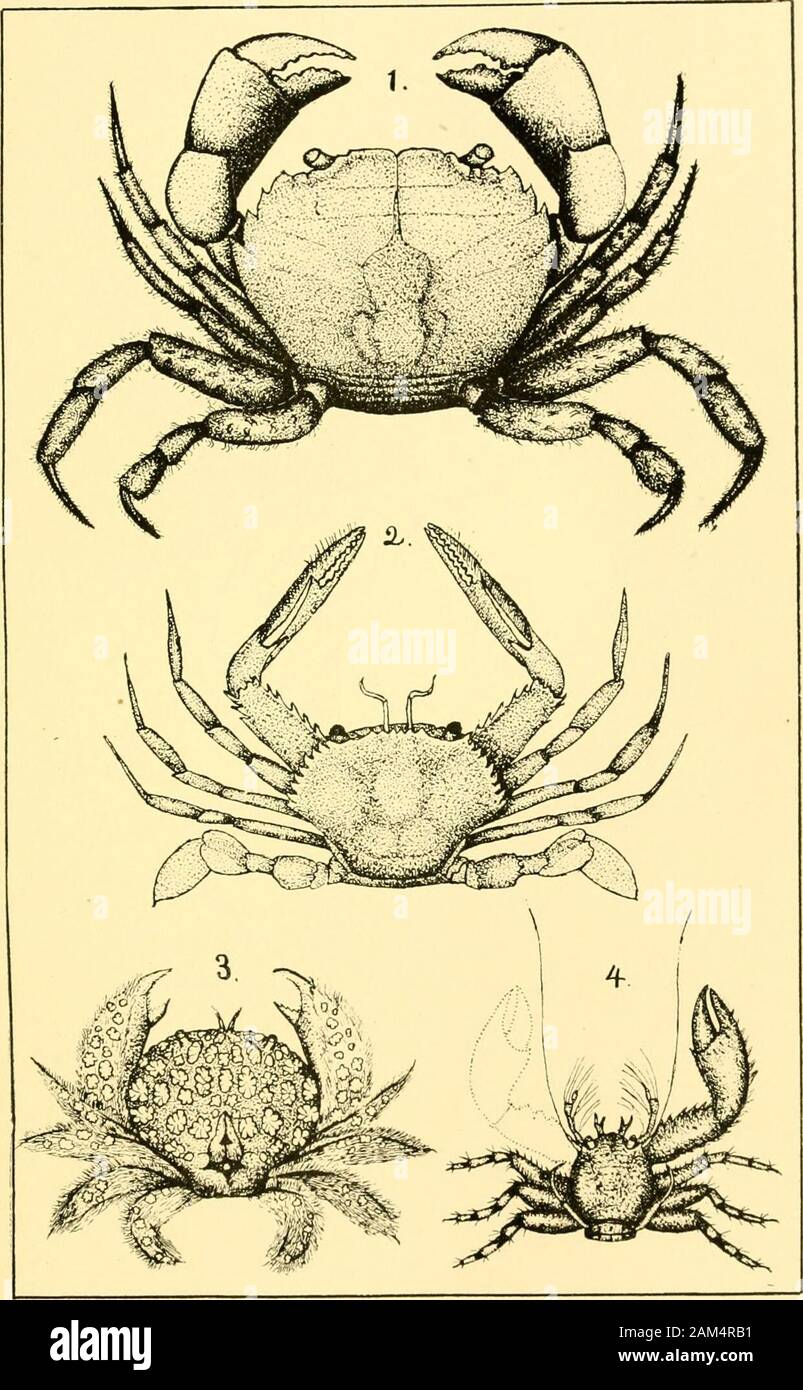 Narrazione e relazione preliminare delle Bahama spedizione . apable di grande distensione, assumingan quasi profilo globulare. È emesso un grugnito distinti whenhandled. Tra gli altri pesci fissata a tale periodo di tempo potrebbe bementioned un JMalthus. o •• bat-pesce. un oltremodo grotesquecreature con lunghi geniculate pettorali, piatto bodv. e una prua-testa realizzata in una preminenza lumpv raggiungendo nella parte anteriore della bocca. L'animale vive senza dubbio sepolto nella sabbia,con niente ma la sua staring vigilie di essere visto. Il suo colore wouldassimilate bene con il fondo sandv, e la presenta verrucosa dorsalprotuberances sarebbe ancora f Foto Stock