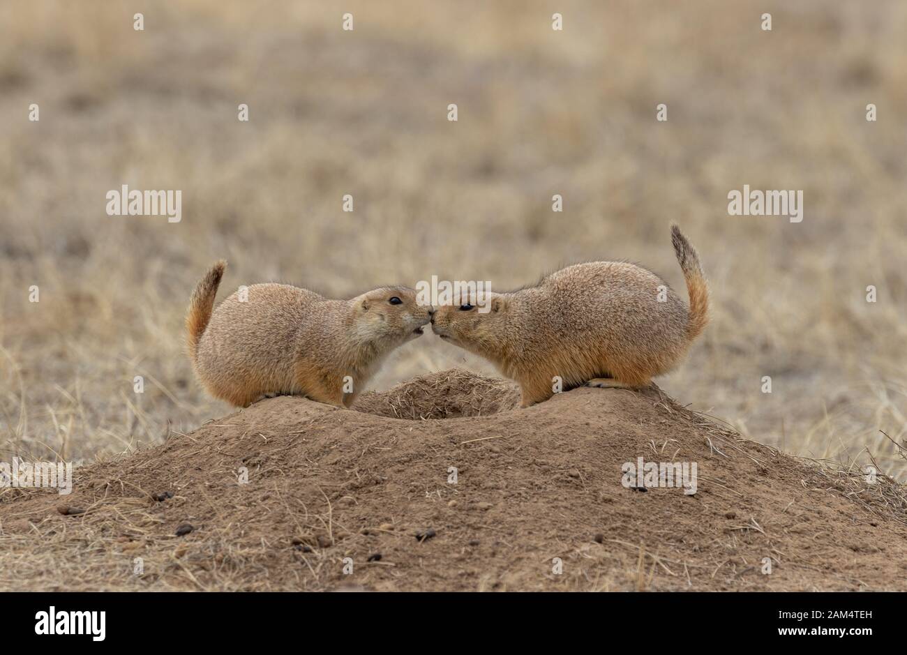 Simpatici cani della prateria a scavare nella prateria Foto Stock