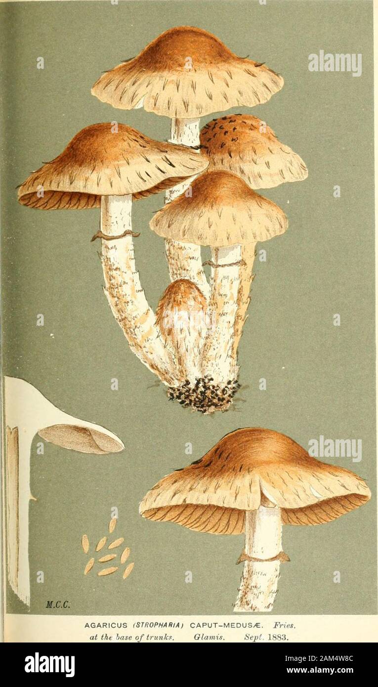 Le illustrazioni della British funghi Hymenomycetes), per servire come un atlante per il "Handbook of British funghi' . 5T: Agaricus (STROPHARIA) Semi-GLOBATUS. Jlatsch.sul letame. Chint/Ford. Sett. 1882. I. AGARICUS (SJROPHARIA) CAPUT-MEDUS/E. Fries.alla base del trunk. Olamis. tiepl. 1883. PRATELLl. PL. 641. Foto Stock