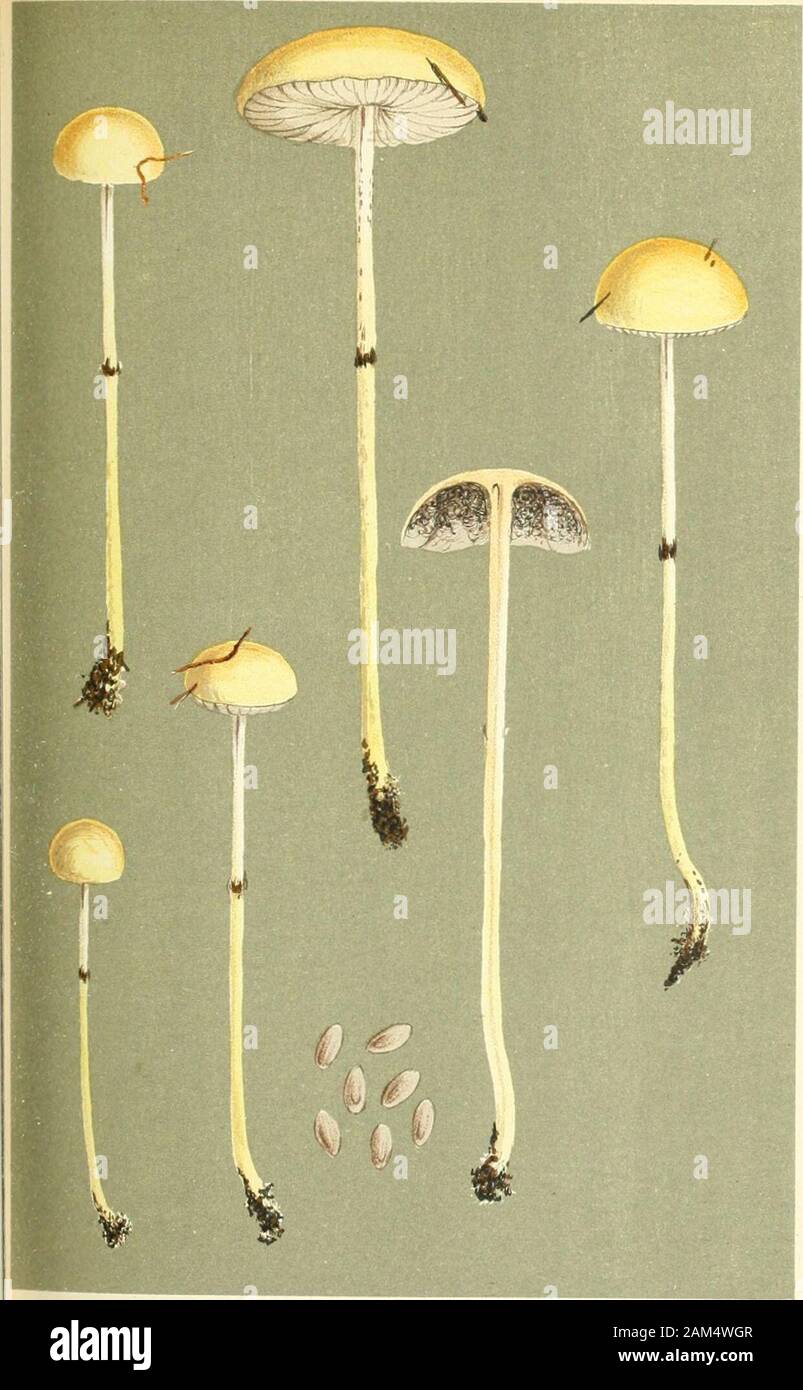 Le illustrazioni della British funghi Hymenomycetes), per servire come un atlante per il "Handbook of British funghi' . AGARICUS (STflOPHARIAl STERCORARIUS. Le patatine fritte,sul letame. Luuyhton. Sett. 1882. PRATELLI. PL. 539.. 5T: Agaricus (STROPHARIA) Semi-GLOBATUS. Jlatsch.sul letame. Chint/Ford. Sett. 1882. Ho Foto Stock