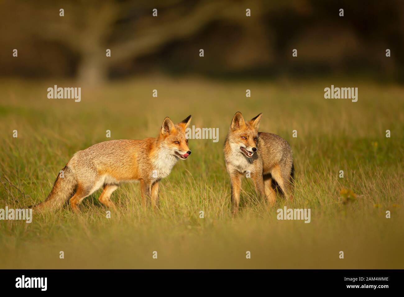 Primo piano di due divertenti volpi rossi (Vulpes vulpes) nel campo dell'erba. Foto Stock