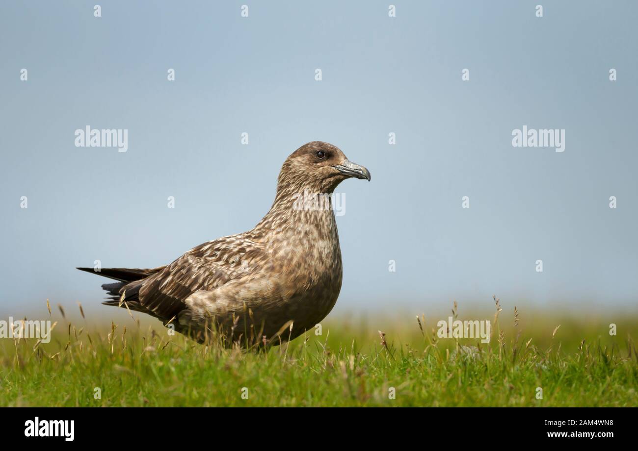 Primo piano di un grande skua (Stercorarius skua) Bonxie nel prato su sfondo blu, Noss, Shetland, Regno Unito. Foto Stock