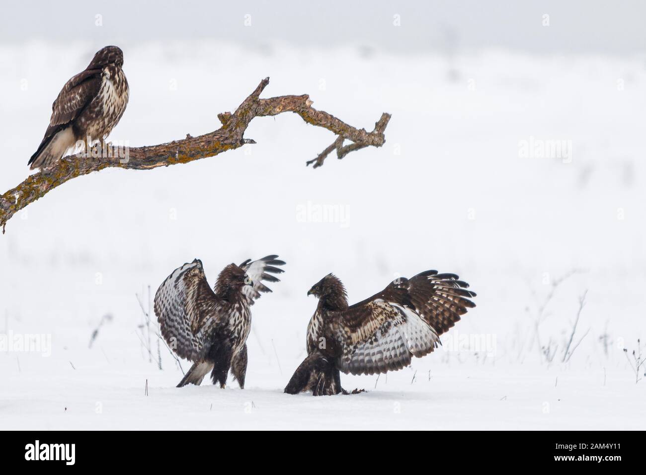 Buzzards Buteo buteo in piedi e lotta in campo innevato sopra preda in inverno freddo Foto Stock