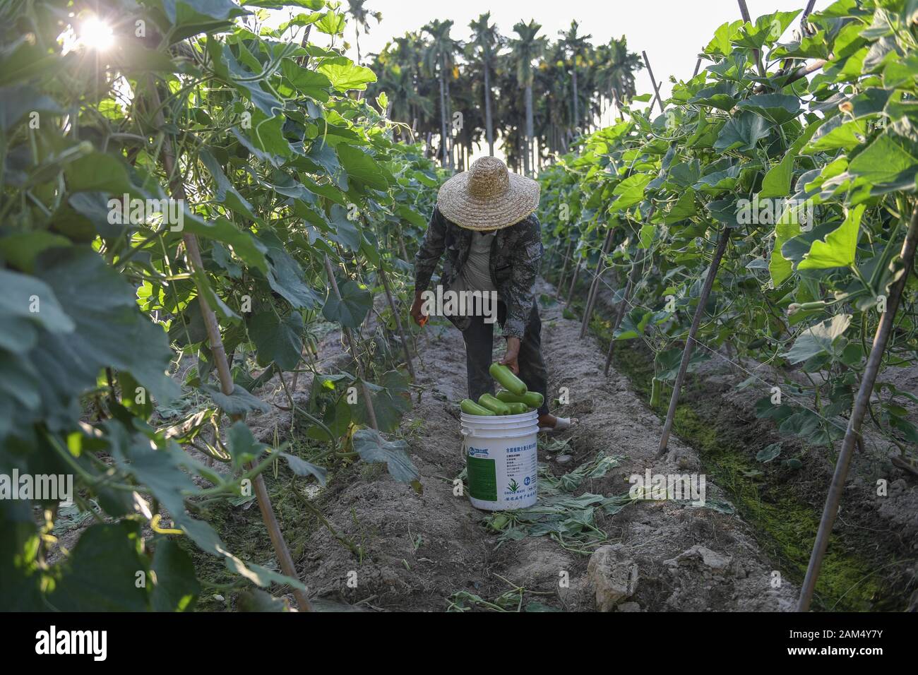 (200111) -- SANYA, 11 genn. 2020 (Xinhua) -- un agricoltore ortaggi raccolti nel quartiere Yazhou di Sanya, Cina del sud della provincia di Hainan, 5 gennaio 2020. Yazhou District è un importante hub di produzione vegetale in provincia di Hainan. (Foto di Pu Xiaoxu/Xinhua) Foto Stock