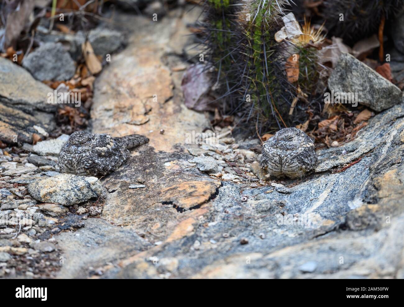 Un paio di Nightjars Pygmy (Caprimulgus hirundinaceus) camuffati sulla roccia affioramento. Juatama, Ceara, Brasile Foto Stock
