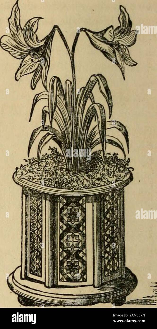 Finestra : giardinaggio appositamente dedicato alla cultura di fiori e piante ornamentali per uso interno e il salotto decorazione . Finestra di giardinaggio. Fig. 30. Foto Stock