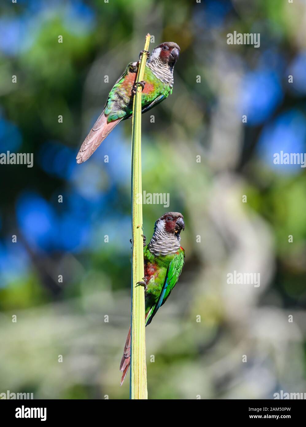 Un paio di parakeet endemici con granseipectus di Pirrhura nel loro habitat naturale. Quixadá, Ceara, Brasile Foto Stock