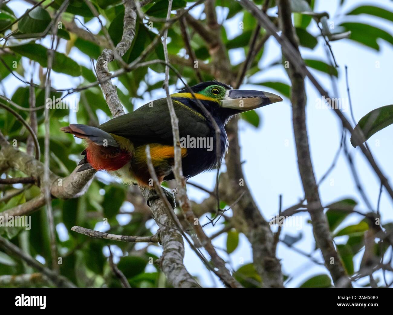 Un colorato Toucanet di Gould (Selenidera gouldii) nel suo habitat naturale della Foresta Atlantica. Ceara, Brasile. Foto Stock