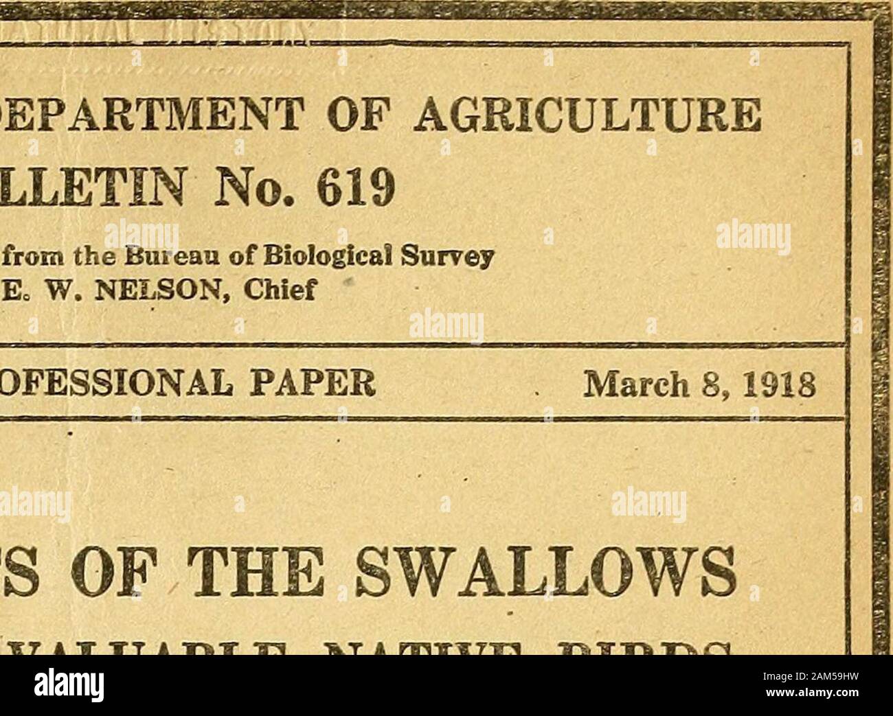 Bollettino dell'U.SDepartment dell'agricoltura . Reparto di Stati Uniti dell'AGRICULTUREBULLETIN n. 619 Contributo da parte dell'Ufficio di presidenza di biologico SurreyE, W. NELSON, Chief. Washington, D. C. carta professionale abitudini alimentari delle rondini UNA FAMIGLIA DI PREZIOSO BIKDS nativo ByF. E. L. BEAL, assistente biologo contenuto le abitudini alimentari delle rondini 1 Viola Martin . 3 Cliff, o Eaves, Swallow . 6 Barn Swallow 11 Albero o White-Bellied, inghiottire ... 15 Violet-Green Swallow ....... 19 Bank Swallow . 21 Bough-Winged Swallow ....... 25 Riepilogo tabellare ......... 28 Foto Stock