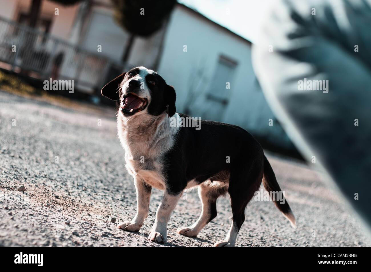 Simpatico cane randagio, spaventata e affamati e sentirsi felice con la bocca aperta. Persona in primo piano in movimento a pet il cane Foto Stock
