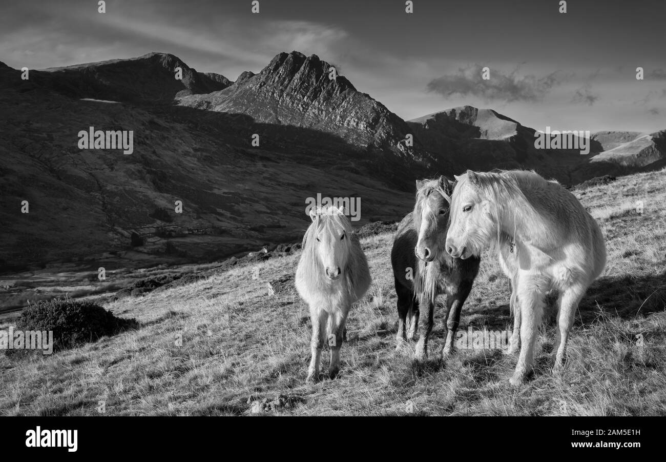 Sono leggermente più piccoli della Sezione A Welsh Mountain (un pony di razza più diffusa) che si trova a circa 10 a 11 mani di altezza, con un robusto bo Foto Stock