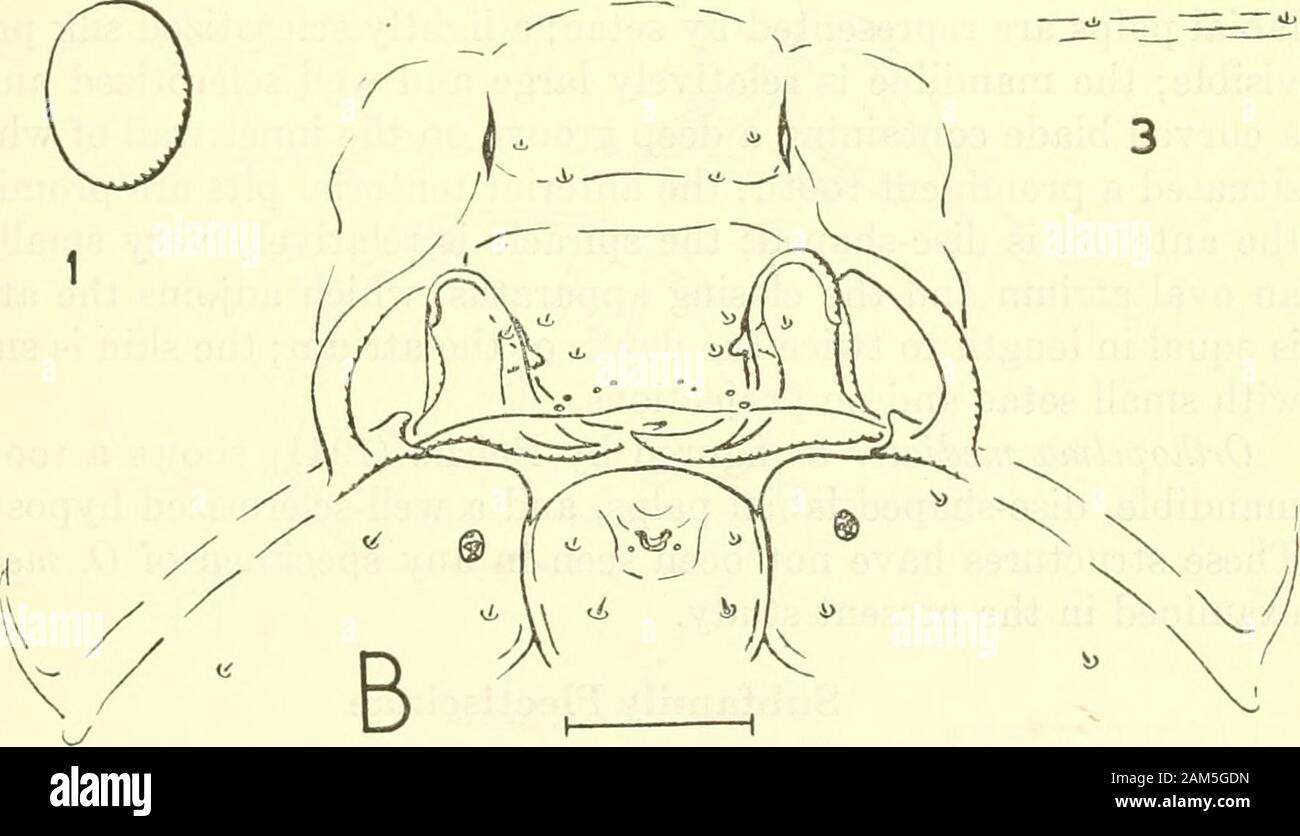 La procedura degli Stati Uniti Museo Nazionale . Ot m m. Olmm figura 45.-testa sclerites: un, colliri calcitratorJGravenhoTSt) (CoUyriinae); b, Orthopelmamediator (Thunberg) (Orthopelmatinae). (1, antenna; 2, spiracle; 3, pelle.) 474 ATTI DEL MUSEO NAZIONALE vol n. C. calcitrator è immaginato dal sale (1931) e una grande sclerotized plateis mostrato sottostante la zona labiale. Questa piastra è il suspensoriumof hypopharynx (vedere un breve, 1952), e viene qui figurato, althoughin una diversa posizione (fig. 45a). Il suspensorium è un internalskeletal structuie facente parte della parete ventrale Foto Stock