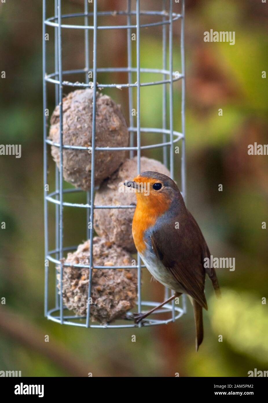 Un robin giardino alimentazione di uccelli su sfere di grasso a sinistra in un alimentatore. Foto Stock