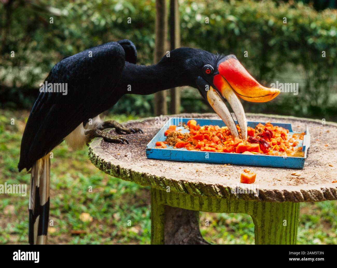 Rhinoceros Hornbill, Buceros rhinoceros, Malaysia. Alimentazione a una tabella di uccelli Foto Stock