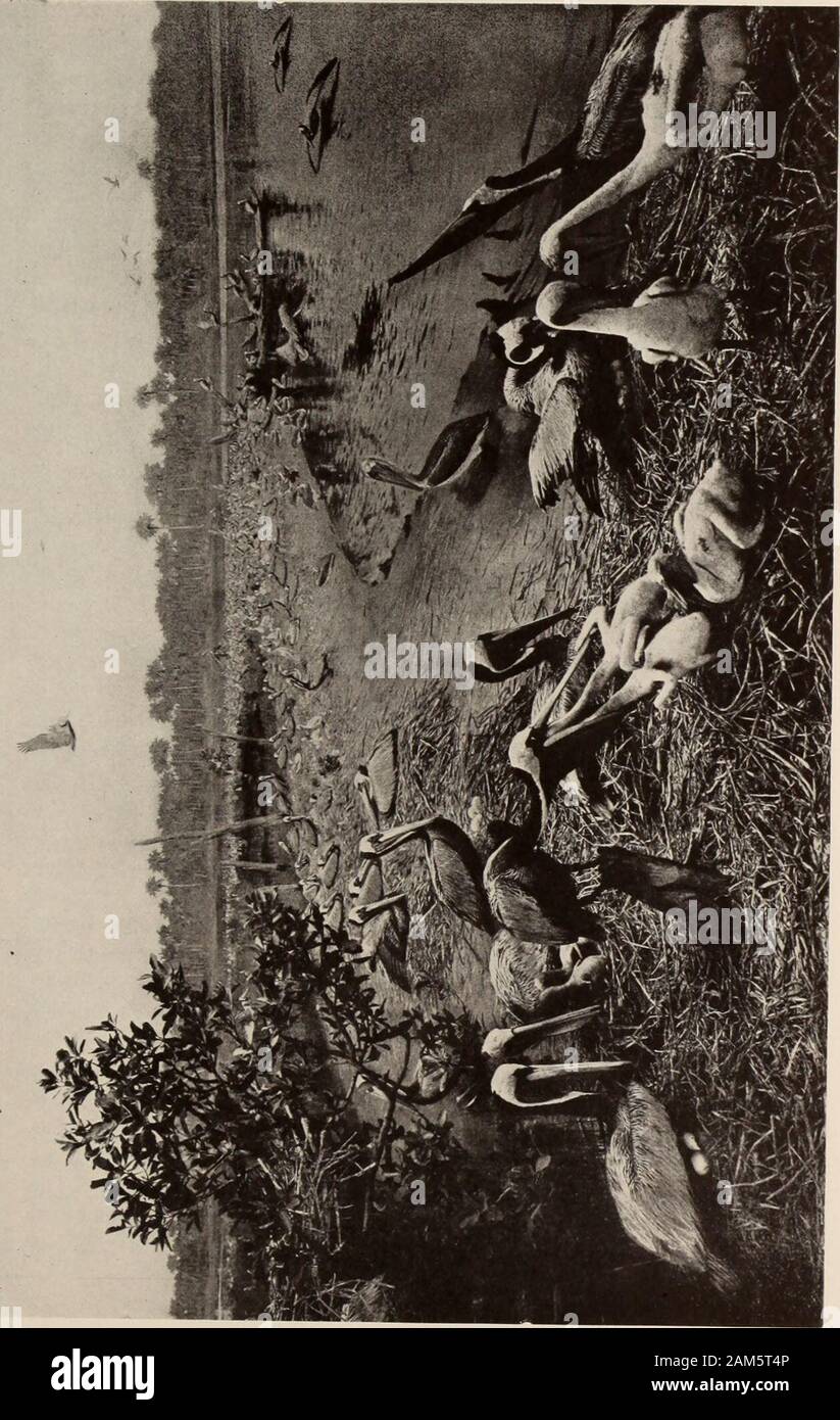 Guida generale per le sale espositive del Museo Americano di Storia Naturale . dell'isola che è dipinta in background. Il giovane gli uccelli sono l'alimentazione e permetterà di Brandts De n°ticed che una neonata sta raggiungendo ben giù il cormorano madri gola dopo la predigerito il cibo. (Riprodotto roup da studi a Monterey, California.) Ex questa zona era un luogo arido con una caratteristica fauna desertbird. Ora il ranchmen hanno irrigato la terra e aquaticSan Joaquin bird-vita abbonda. Questo gruppo è una buona illustrazione ofValley gruppo t]1(1 influenza dell uomo sulla vita di uccello di una r Foto Stock