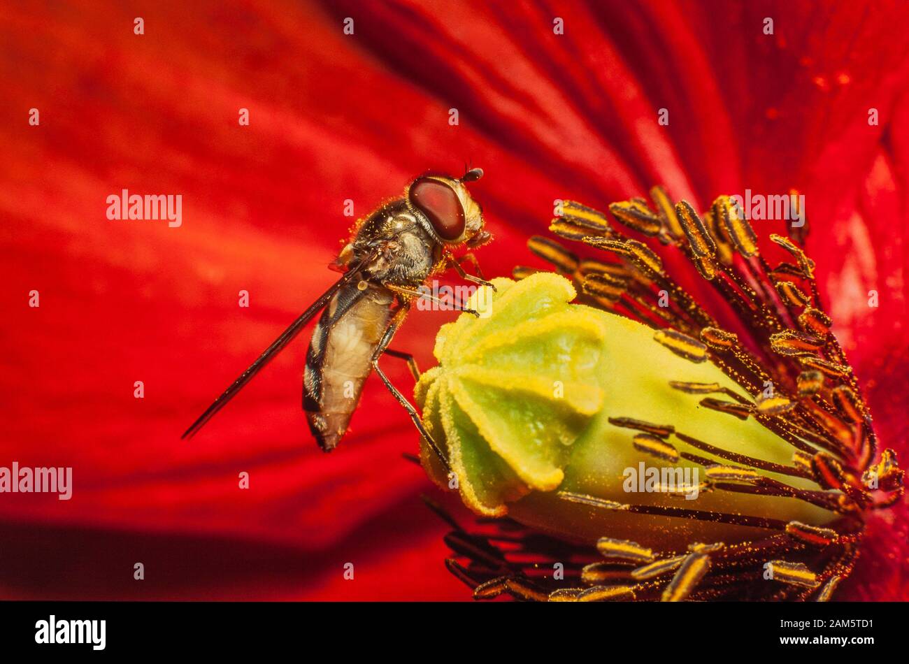 Hoverfly su fiore rosso papavero Foto Stock