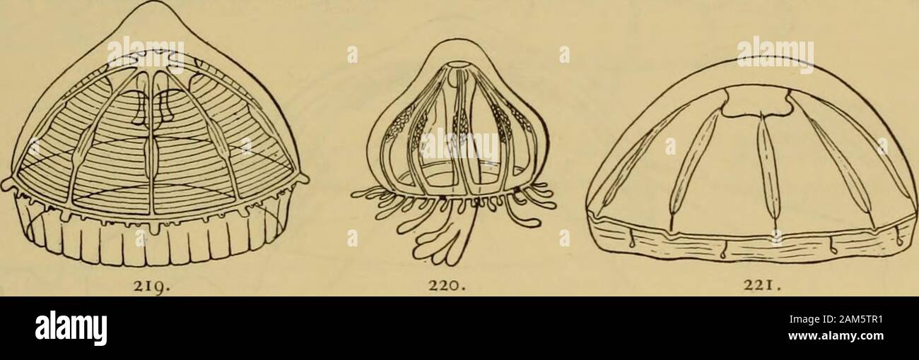 Medusae del mondo . UE. Tropical Atlantico, Indiano e Pacifico e mediterraneo. Non comune inil superficie, ma abbondanti a una profondità di ioo braccia. Le gonadi iniziano a sviluppare quandoil medusa è 6 a y mm. di larghezza. Vanhoffen, 1902, presenta belle figure di questa medusa. Bigelow, 1909, registra la cattura di 11 esemplari a profondità tra 300 braccia ela superficie, nella corrente di Humboldt, al largo della costa occidentale di tropicale a sud America. Non sarà mai possibile determinare specificamente Quoy e Gaimards D. faneraria,e quindi credo che la confusione sarà evitata mediante droppi Foto Stock