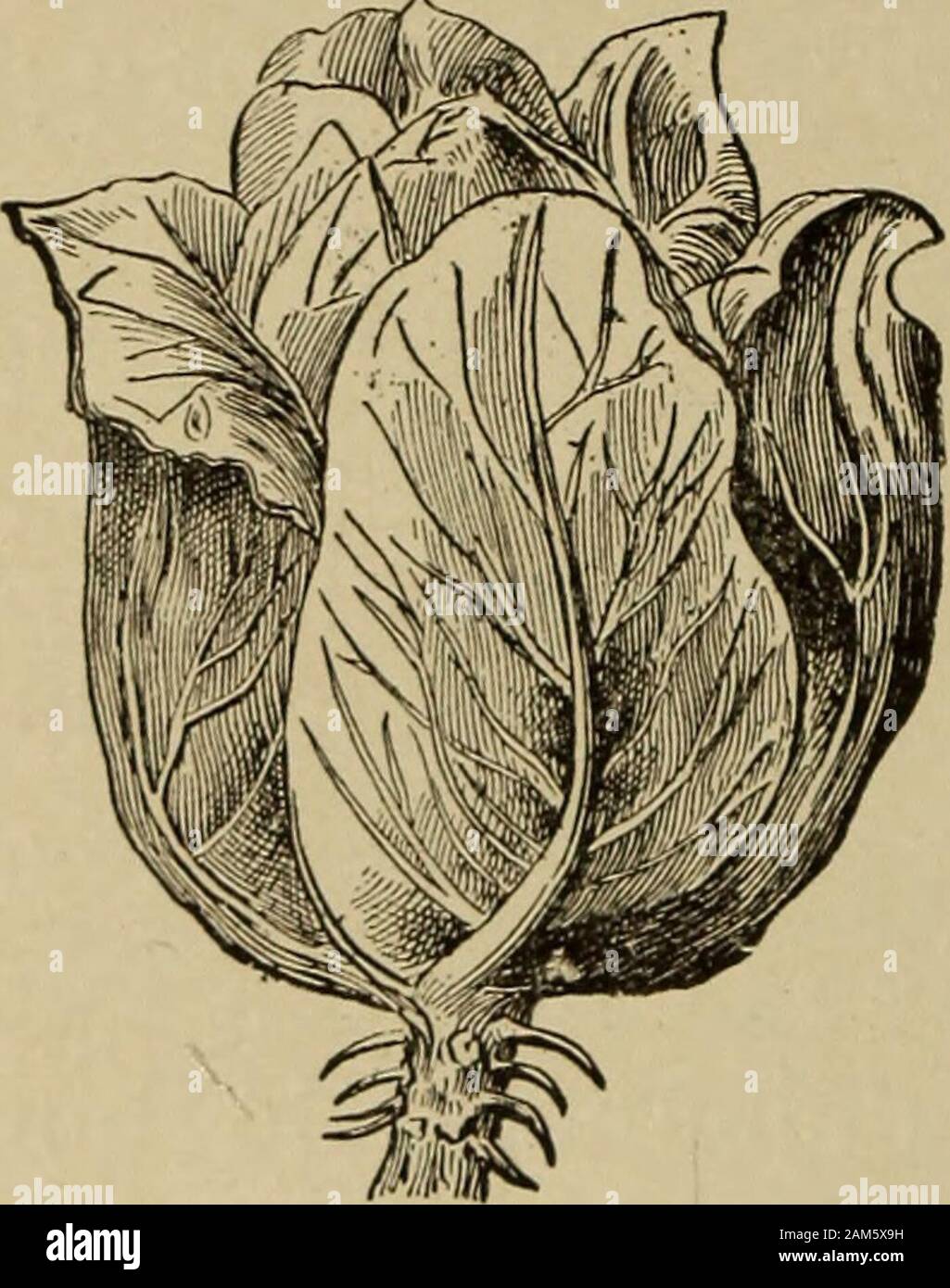 Livre des enfants pour l'Étude du Français . 1 49 Une petite fille un couru avec son potau lait et a ouvert la porte. Elle adonné figlio pot à la laitière, et elle lui ademandé quelques sous de lait. La laitière un puisé du lait dans undes seaux; elle le versetto dans le pot quelui un donné la fillette. Cette enfant est venue sur la porteen cheveux, les bras nus. La maman un fait du feu; elle ferachauffer le lait, puis elle fera griller destranches de pain, et elle donnera à safille une grosse tartine de beurre. Toute la famille déjeunera de bonappétit. Cette enfant est charmante ; elle aidebien sa mère Foto Stock